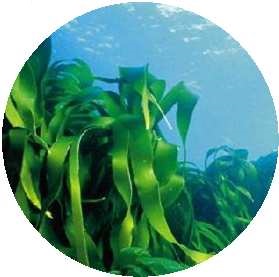 lessonia bathing nectar seaweed