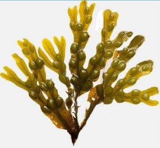 alga fucus